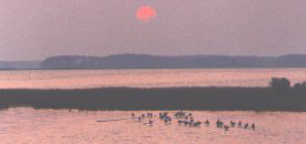 Photo of bay birds at sunset