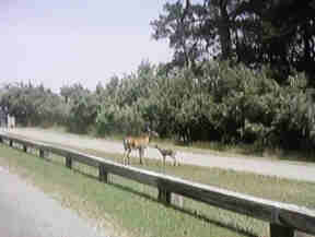 Mother and Baby Deer