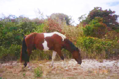 Pony eating Grass