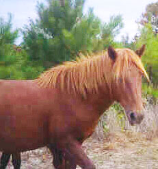 Close-Up Of Pony